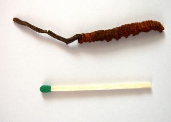 Cordyceps_sinensis