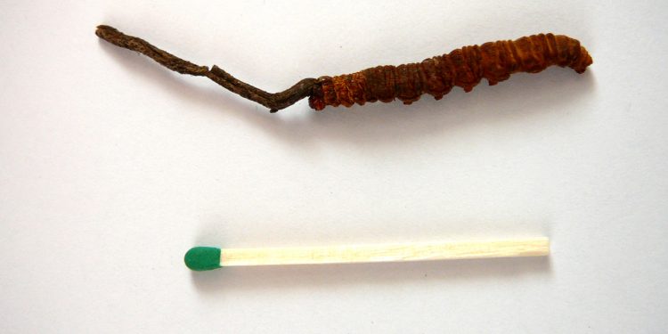 Cordyceps_sinensis