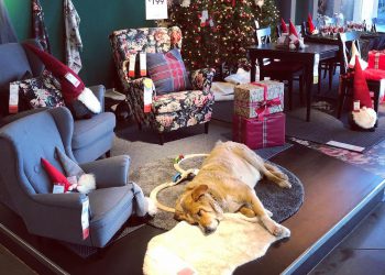 Dog at Ikea store