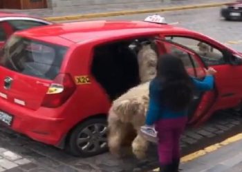 Alpaca riding taxi