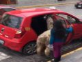 Alpaca riding taxi