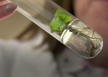 raising oak trees in a labaratory