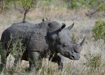 Device to fight rhino poaching developed