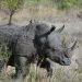 Device to fight rhino poaching developed