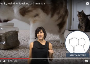 Catnip row erupts again: The wonky donkey show will go on