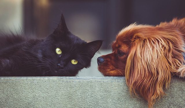 Britain bans third-party sale of puppies and kittens