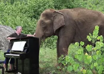 Pianist Treats Elephants to Bach, Beethoven at Thai Sanctuary