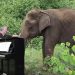 Pianist Treats Elephants to Bach, Beethoven at Thai Sanctuary