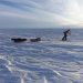 hauling sleds in greenland
