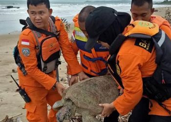 Dozens of turtles saved post Indonesian tsunami