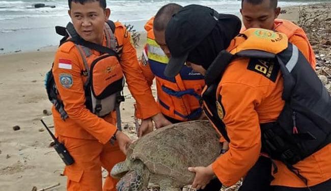 Dozens of turtles saved post Indonesian tsunami