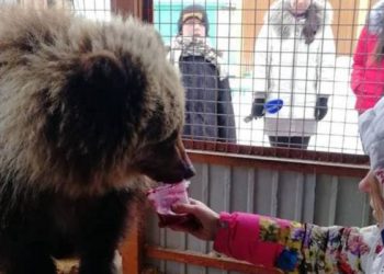 Russians donate to fly orphan bear to safety