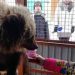Russians donate to fly orphan bear to safety