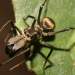 ant spider