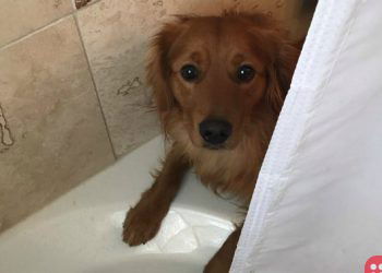 Dog tries to soothe its owner for the sweetest reason