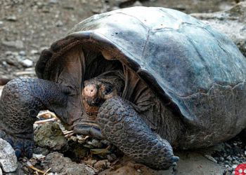 Giant Galapagos tortoise, considered extinct, found after 100 years