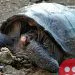 Giant Galapagos tortoise, considered extinct, found after 100 years
