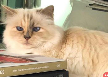 How Karl Lagerfeld's pet cat will roll in the dough now