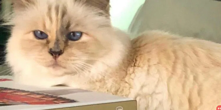 How Karl Lagerfeld's pet cat will roll in the dough now