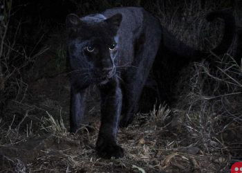 Scientists spot black leopard for first time in more than 100 years