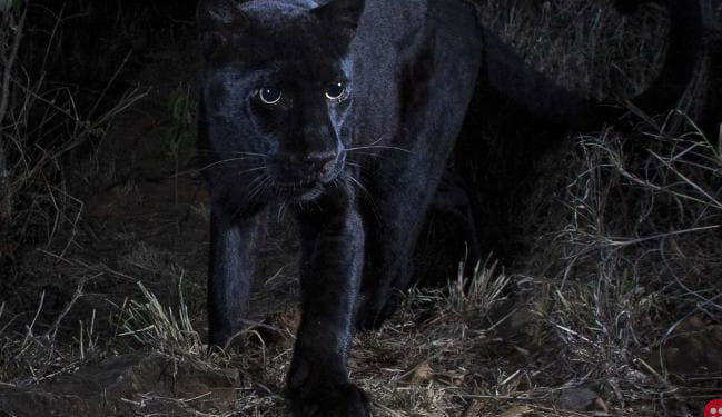 Scientists spot black leopard for first time in more than 100 years