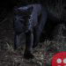 Scientists spot black leopard for first time in more than 100 years
