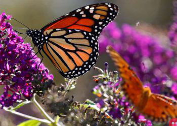MOnarch butterflies