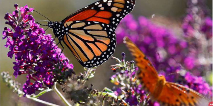 MOnarch butterflies