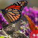 MOnarch butterflies
