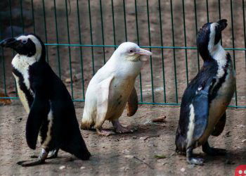 albino penguin