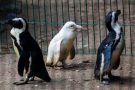 albino penguin