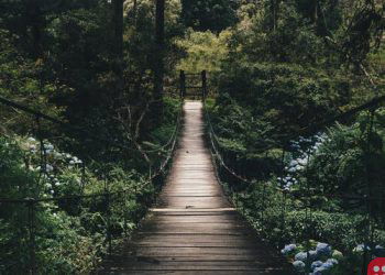 Recognized Forest Certification Scheme