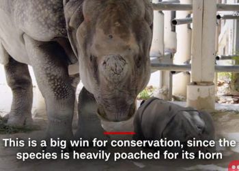 In a first, rhino born by artificial insemination
