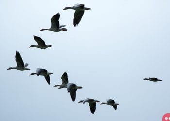 World Migratory Bird Day Celebrated on 11 May