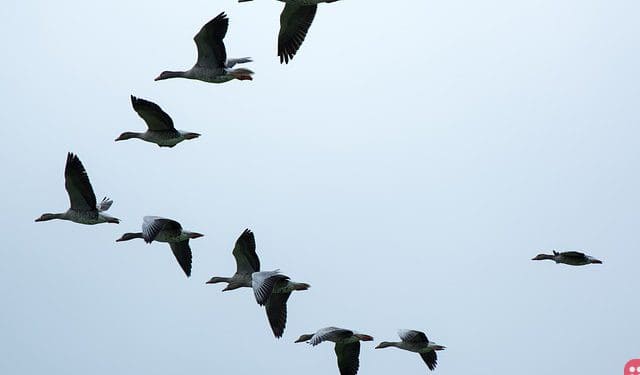 World Migratory Bird Day Celebrated on 11 May