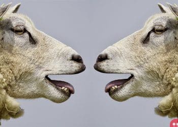 Amid Fears of Shutdown of School, Parents Enroll 15 Sheep