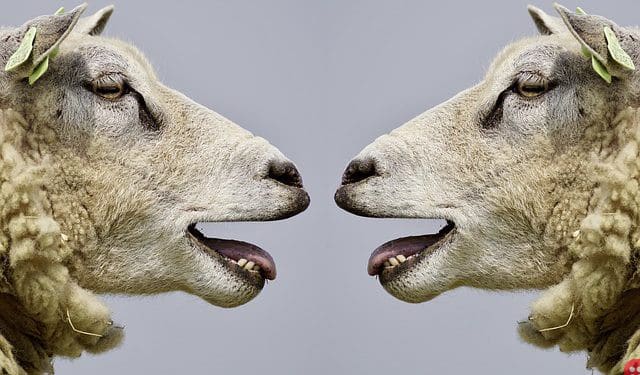 Amid Fears of Shutdown of School, Parents Enroll 15 Sheep