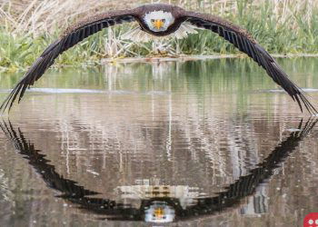 This Symmetrical Photo of a Bald Eagle is Going Viral