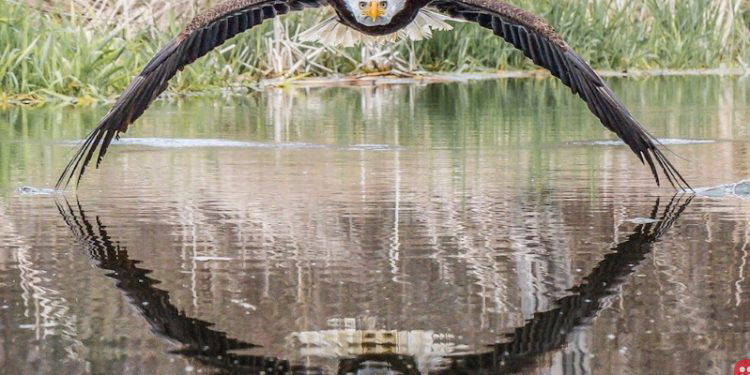 This Symmetrical Photo of a Bald Eagle is Going Viral