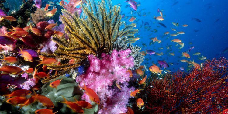 underwater wonders