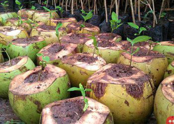 Coconut Shells – Great Substitute For Plastic Pots