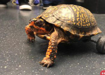 Vets use Lego to help turtle move again