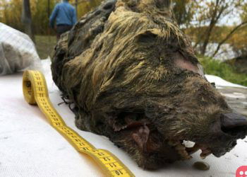 40,000 Year Old Frozen Wolf’s Head Found in Siberia
