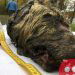 40,000 Year Old Frozen Wolf’s Head Found in Siberia
