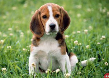 Study proves that Beagles can detect Lung Cancer