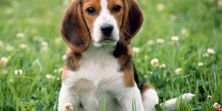 Study proves that Beagles can detect Lung Cancer