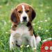 Study proves that Beagles can detect Lung Cancer
