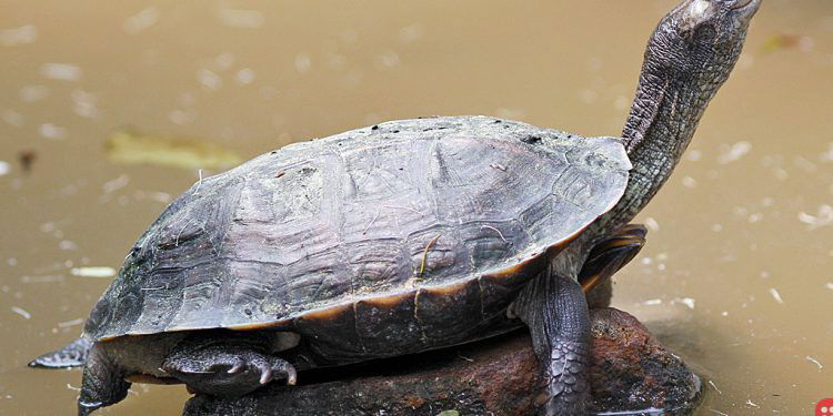 Black Softshell Turtle Species on the Road to Recovery