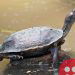 Black Softshell Turtle Species on the Road to Recovery