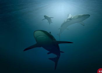 In a positive move to protect sharks, Canada bans shark fin trade